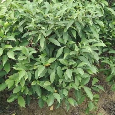 白花牛奶根苗