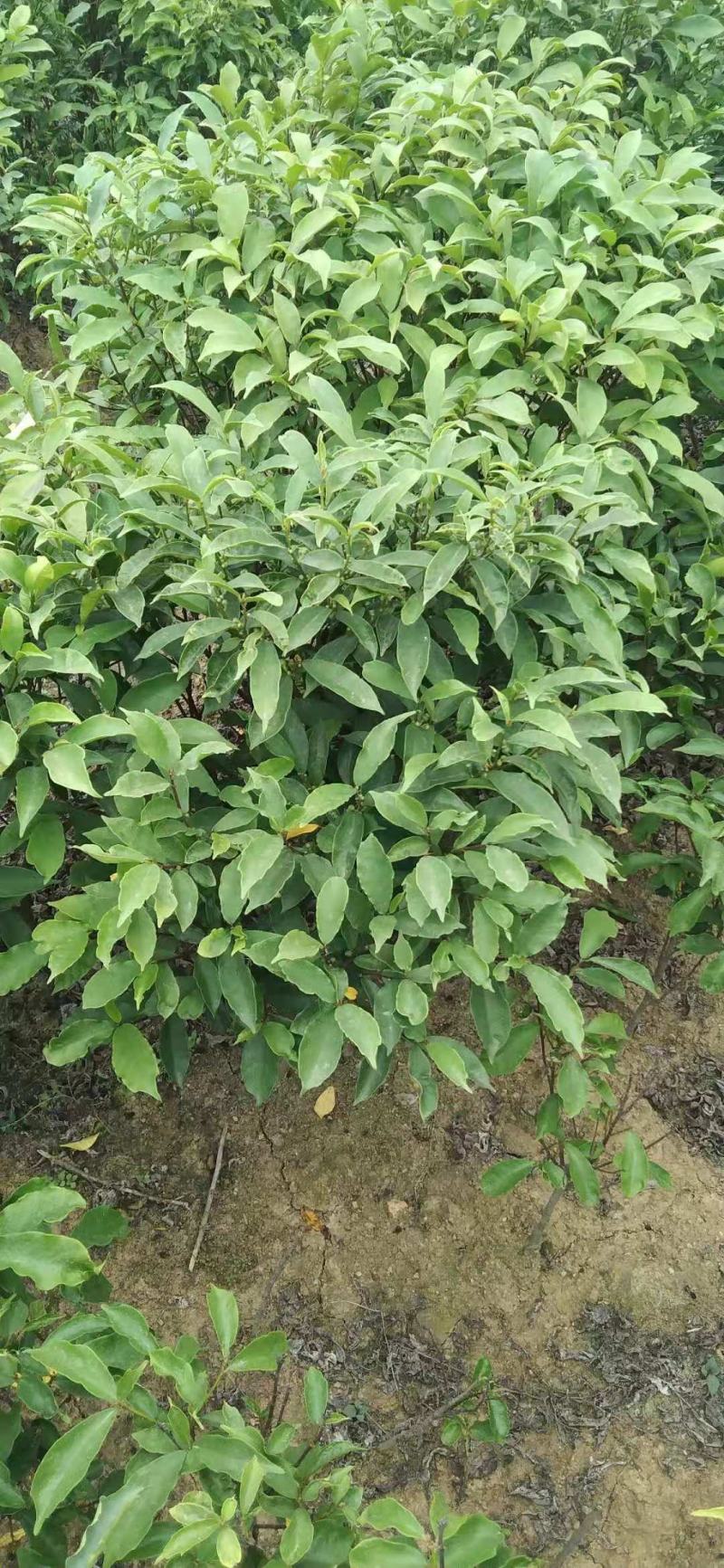 白花牛奶根苗