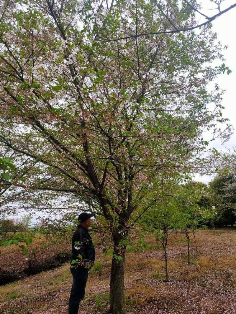 供高杆樱花，高杆染井吉野早樱3-33公分