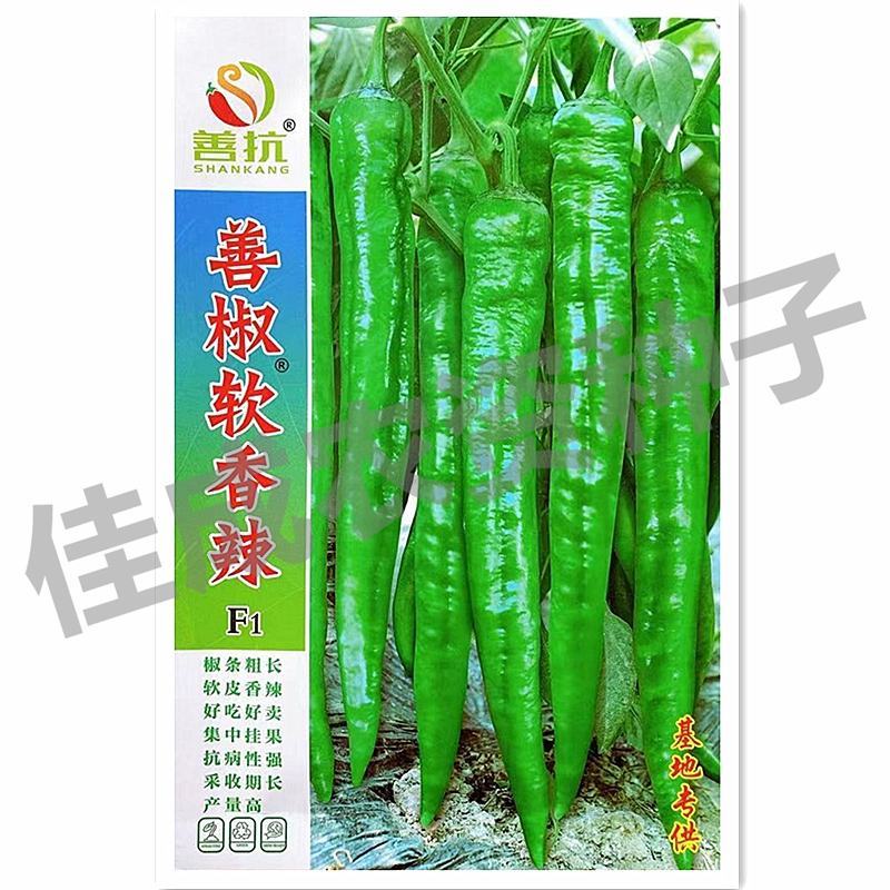 善椒软香辣软皮辣椒种子
