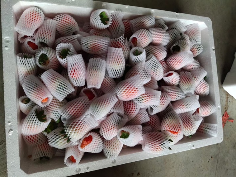 妙香草莓江苏草莓现摘现发品质保障对接微商电商