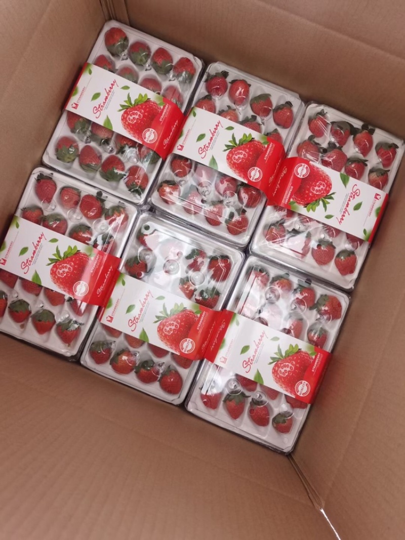 妙香草莓江苏草莓现摘现发品质保障对接微商电商