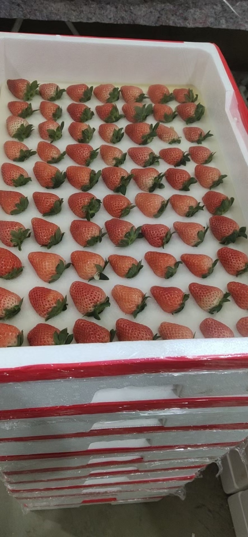 妙香草莓江苏草莓现摘现发品质保障对接微商电商