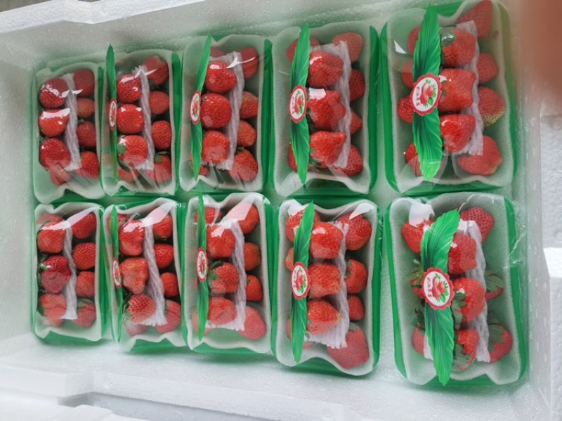 妙香草莓江苏草莓现摘现发品质保障对接微商电商