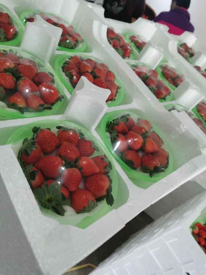 妙香草莓江苏草莓现摘现发品质保障对接微商电商