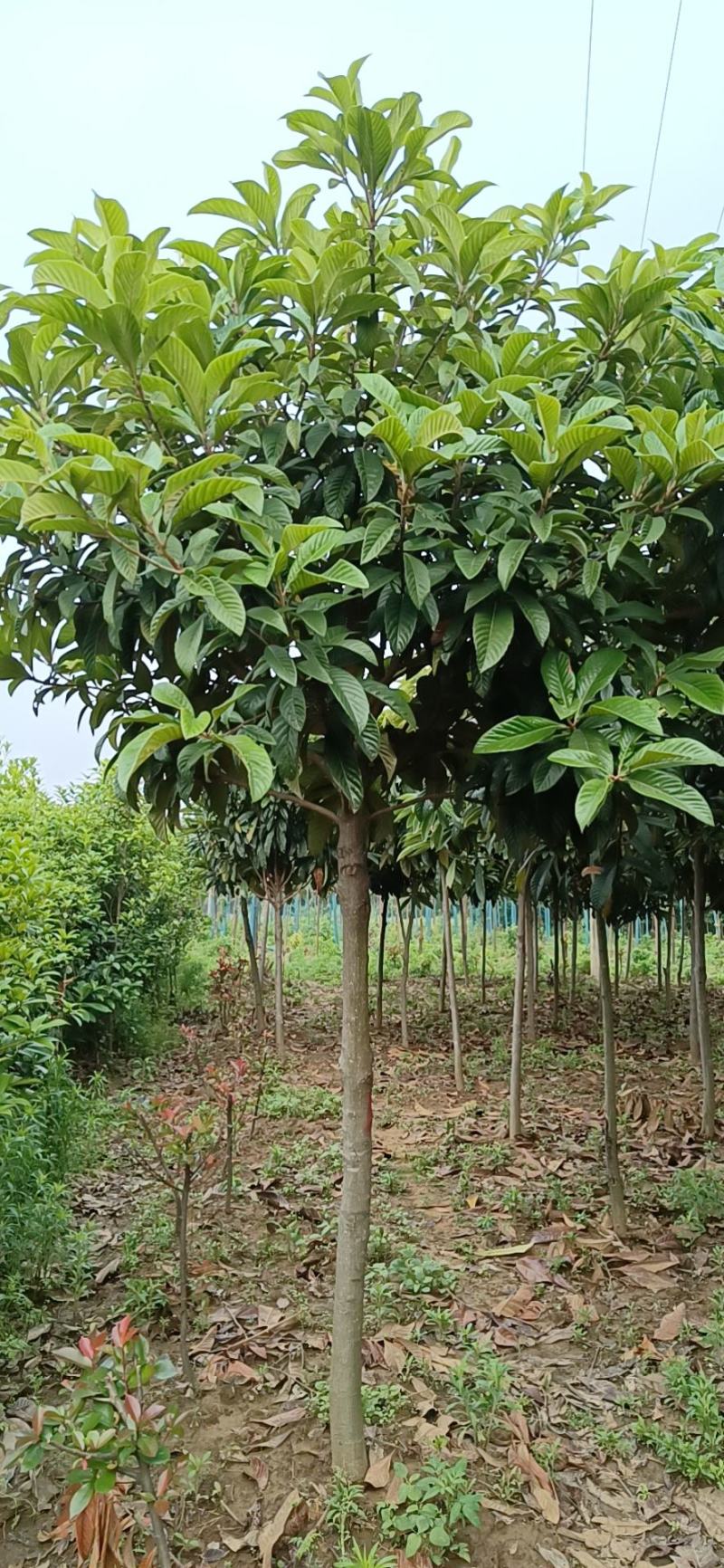 枇杷各种规、小苗、枇杷种