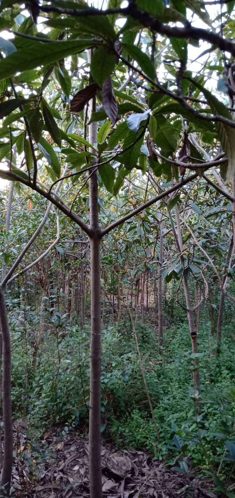 枇杷各种规、小苗、枇杷种