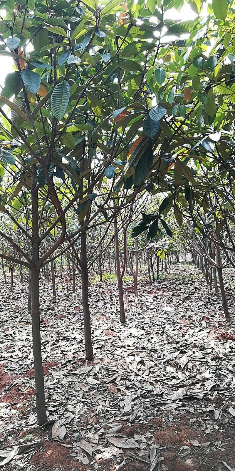 枇杷各种规、小苗、枇杷种
