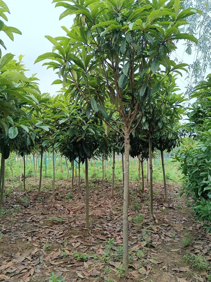 枇杷各种规、小苗、枇杷种