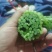 精品茼蒿.产地直发丶代发车一条龙服务。质量有保证。