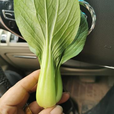 【精选】油菜上海青油麦菜可长期供货欢迎致电