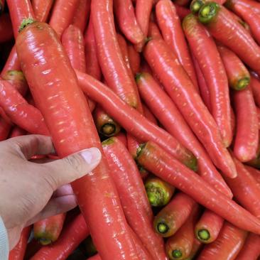 陕西红萝卜大量上市，水洗量大，产地直供，货优价廉