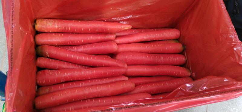 陕西红萝卜大量上市，水洗量大，产地直供，货优价廉