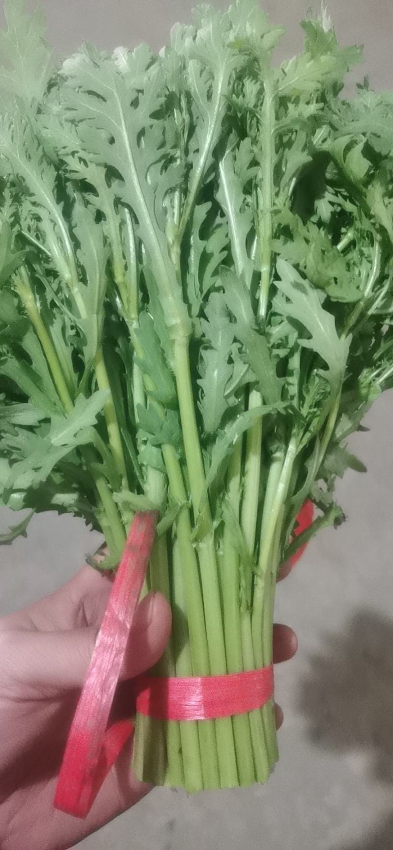 精品茼蒿.产地直发丶代发车一条龙服务。质量有保证。