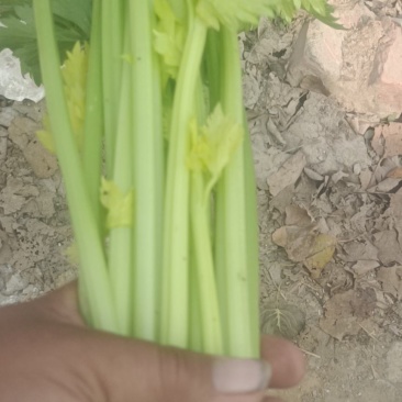 芹菜黄妃黄后西芹大量上市大棚陆地规格齐全欢迎联系