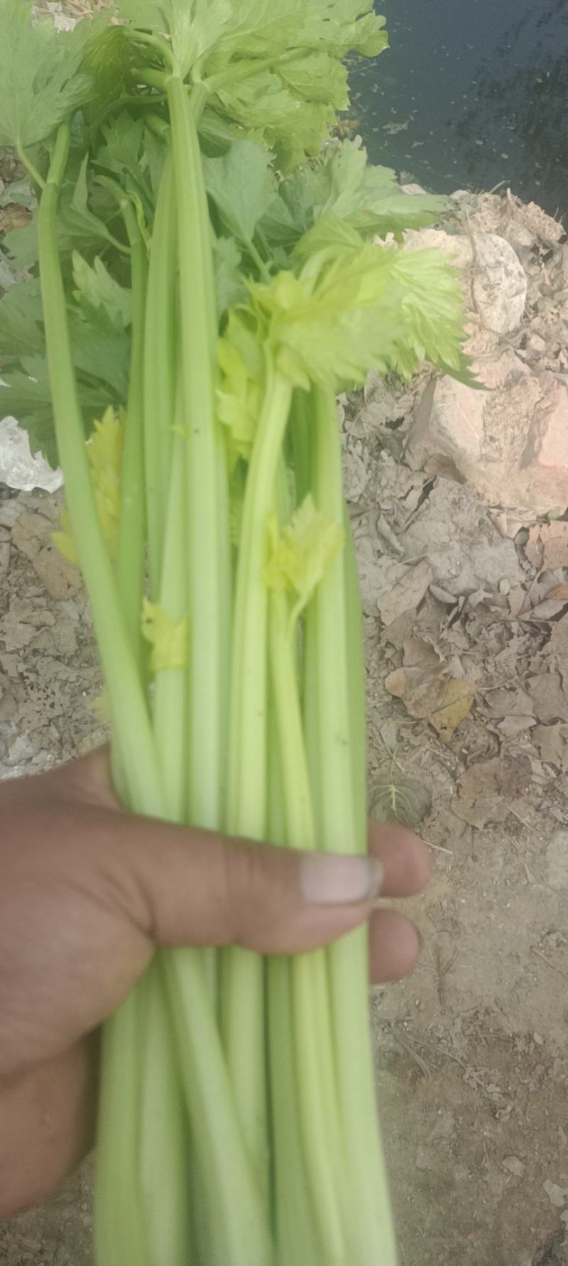 芹菜黄妃黄后西芹大量上市大棚陆地规格齐全欢迎联系