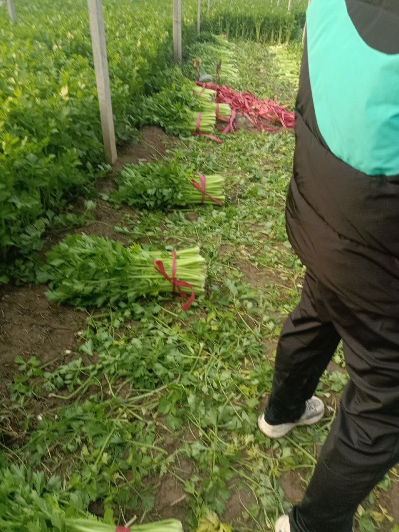 芹菜黄妃黄后西芹大量上市大棚陆地规格齐全欢迎联系