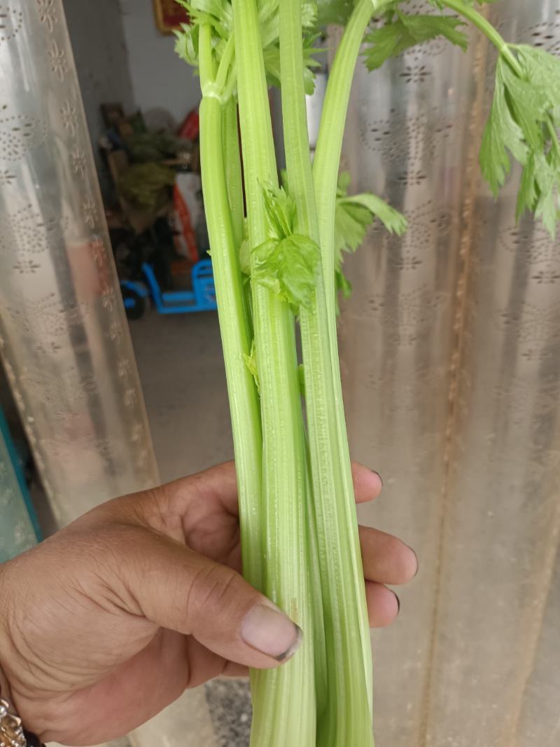 芹菜黄妃黄后西芹大量上市大棚陆地规格齐全欢迎联系