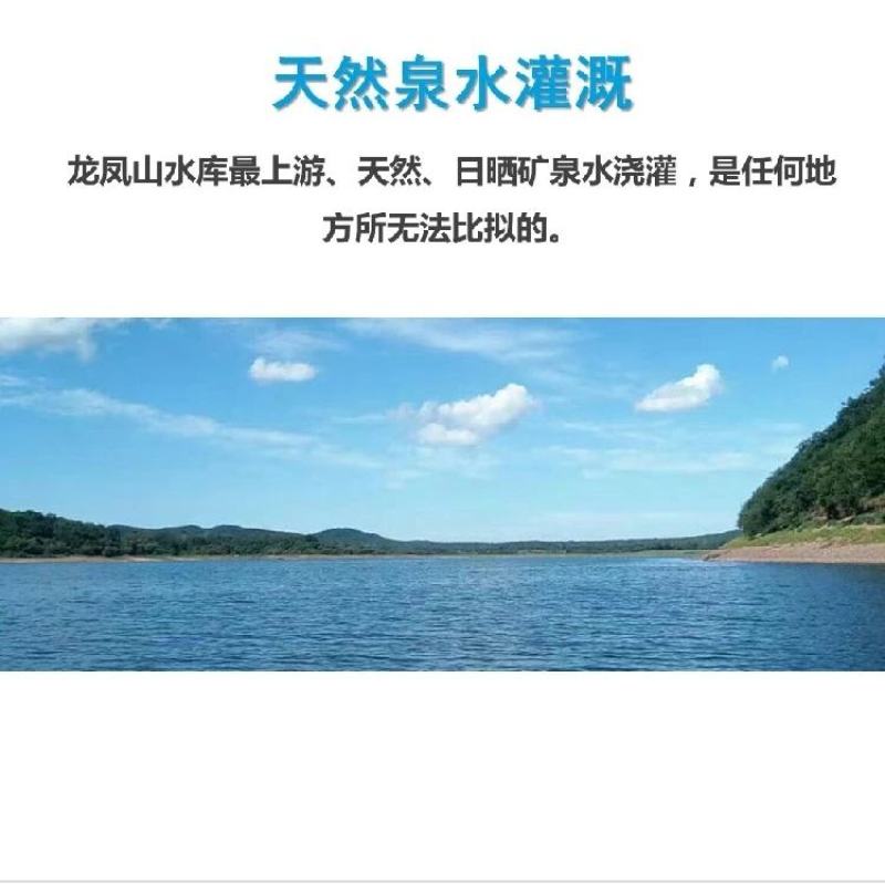 23年新水稻五常原产地直供鲜米机专用原粮稻花香2号稻谷
