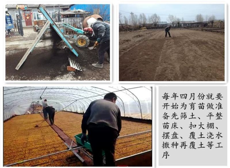 23年新水稻五常原产地直供鲜米机专用原粮稻花香2号稻谷