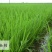 23年新水稻五常原产地直供鲜米机专用原粮稻花香2号稻谷