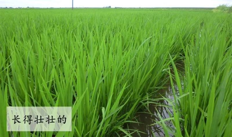 23年新水稻五常原产地直供鲜米机专用原粮稻花香2号稻谷