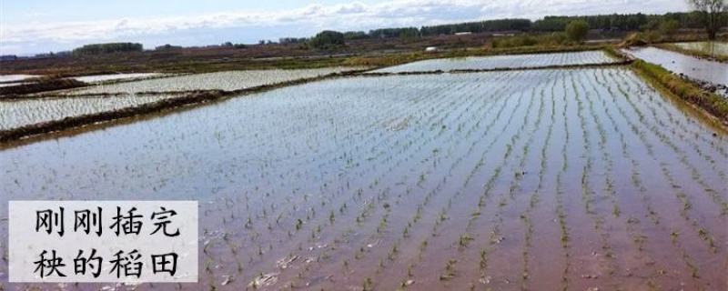23年新水稻五常原产地直供鲜米机专用原粮稻花香2号稻谷