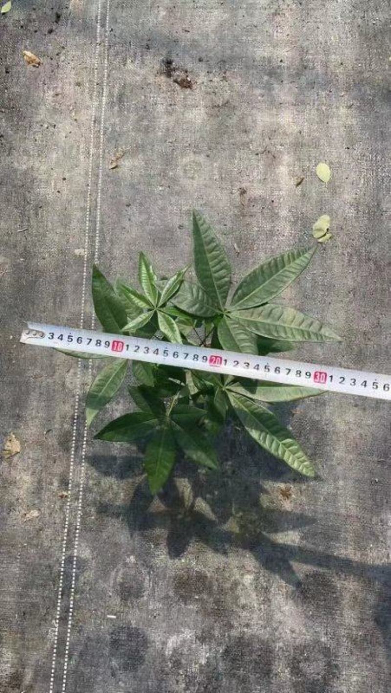 独杆发财树发财树单杆福建基地自销整箱基地批发价
