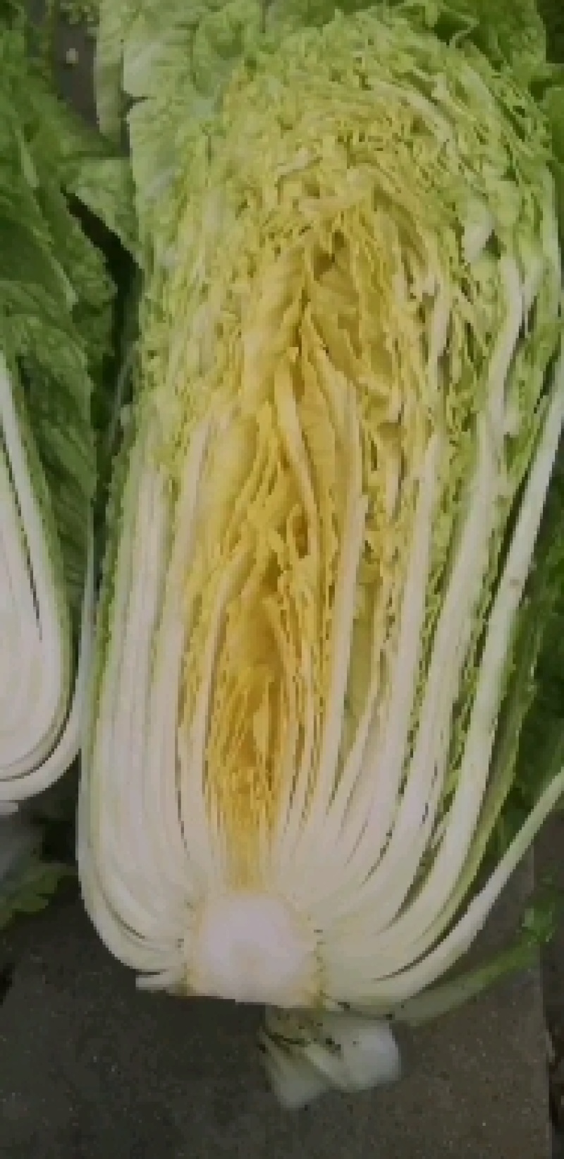 新三号白菜，玲珑黄，黄心白菜有货，有需要的老板连系我