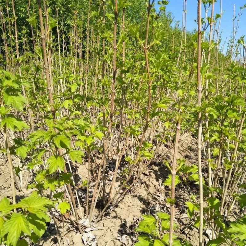 天目琼花鸡树条荚蒾欧洲荚蒾佛头花规格齐全