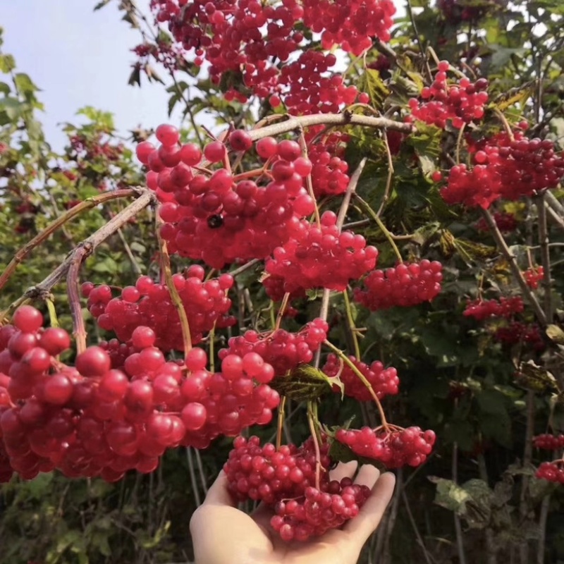 天目琼花鸡树条荚蒾欧洲荚蒾佛头花规格齐全