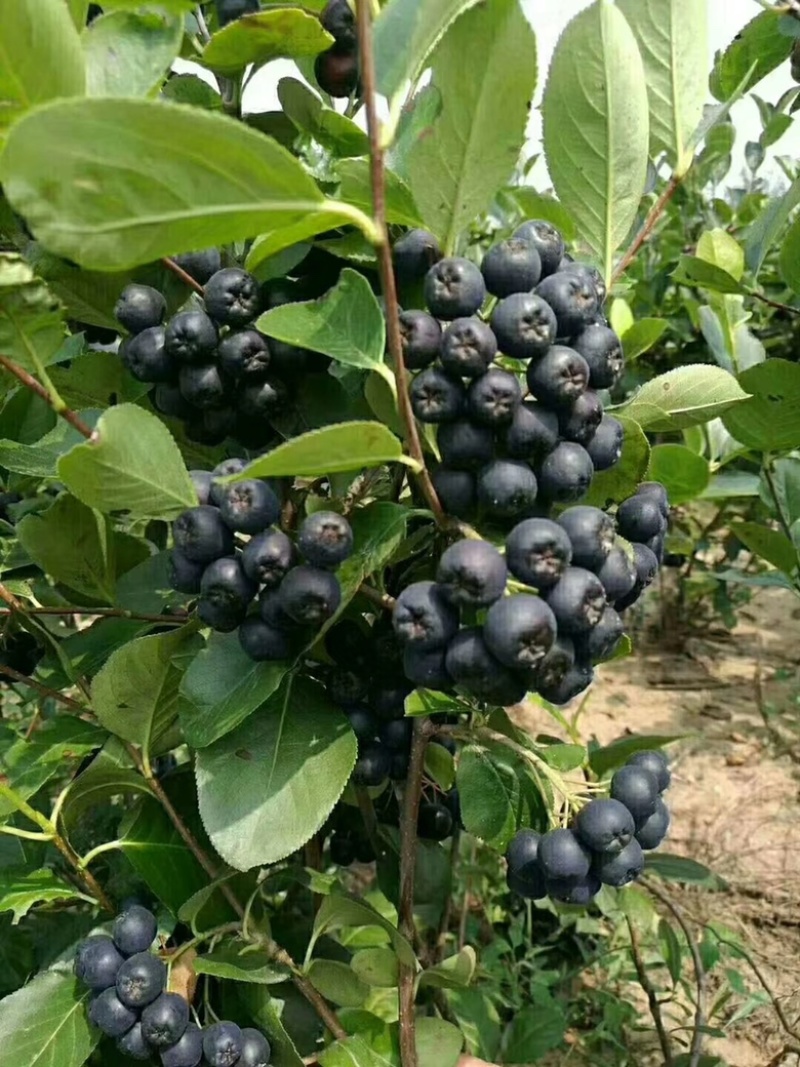 黑果花楸1~5年苗规格齐全价格优惠黑果花楸杯苗