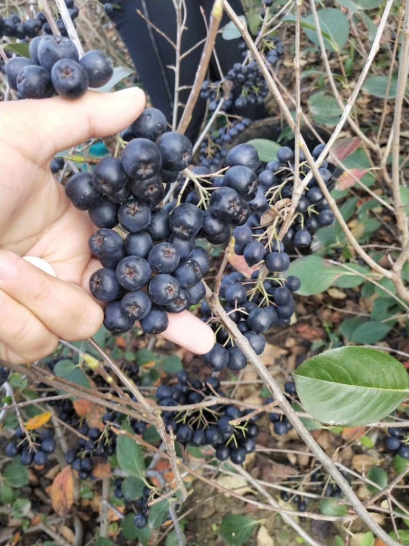 黑果花楸1~5年苗规格齐全价格优惠黑果花楸杯苗