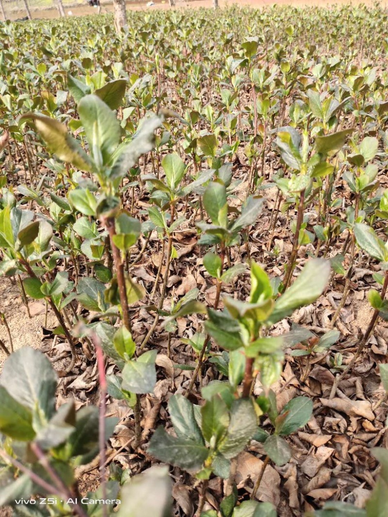 黑果花楸1~5年苗规格齐全价格优惠黑果花楸杯苗