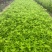 木绣球圆锥绣球绣球花1~4年苗规格齐全