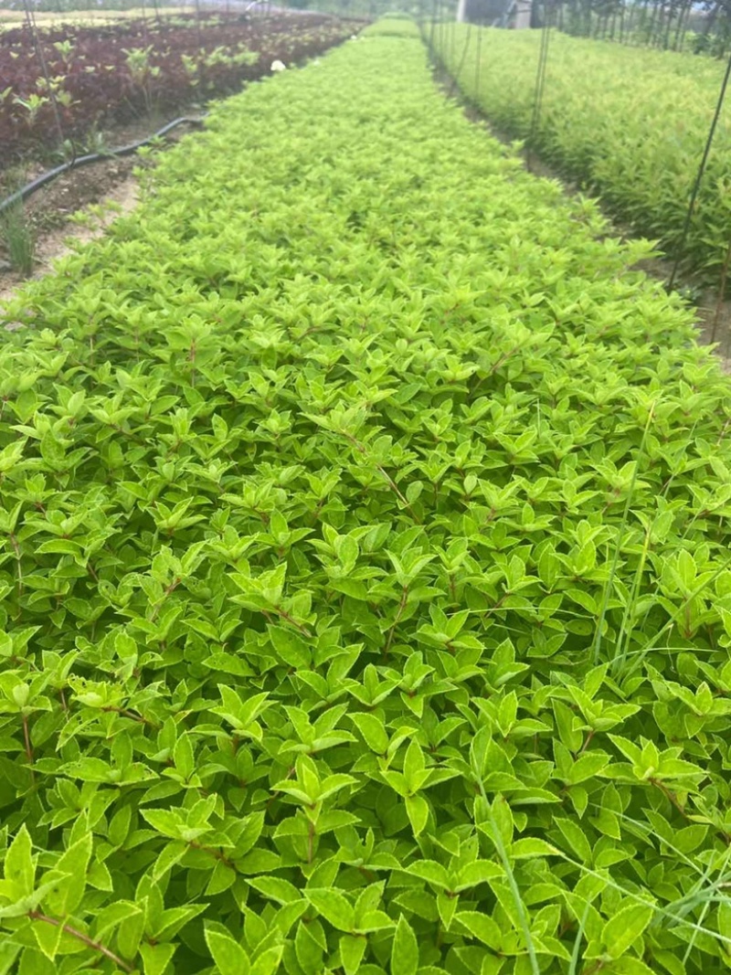 木绣球圆锥绣球绣球花1~4年苗规格齐全
