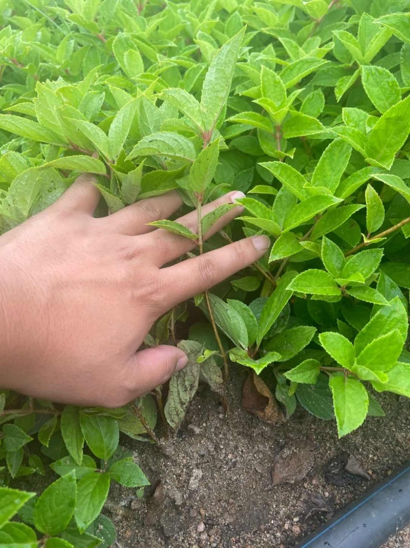 木绣球圆锥绣球绣球花1~4年苗规格齐全