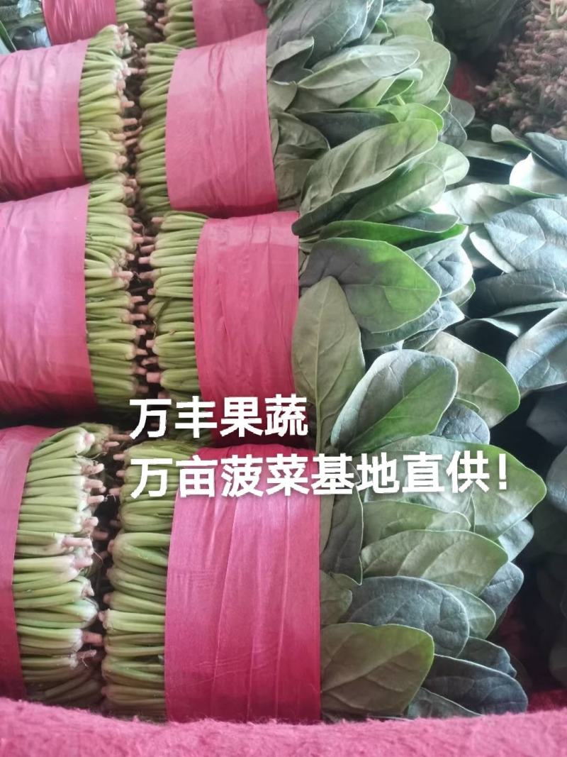 山东惠民万亩菠菜基地规格齐全保质保量全国代发