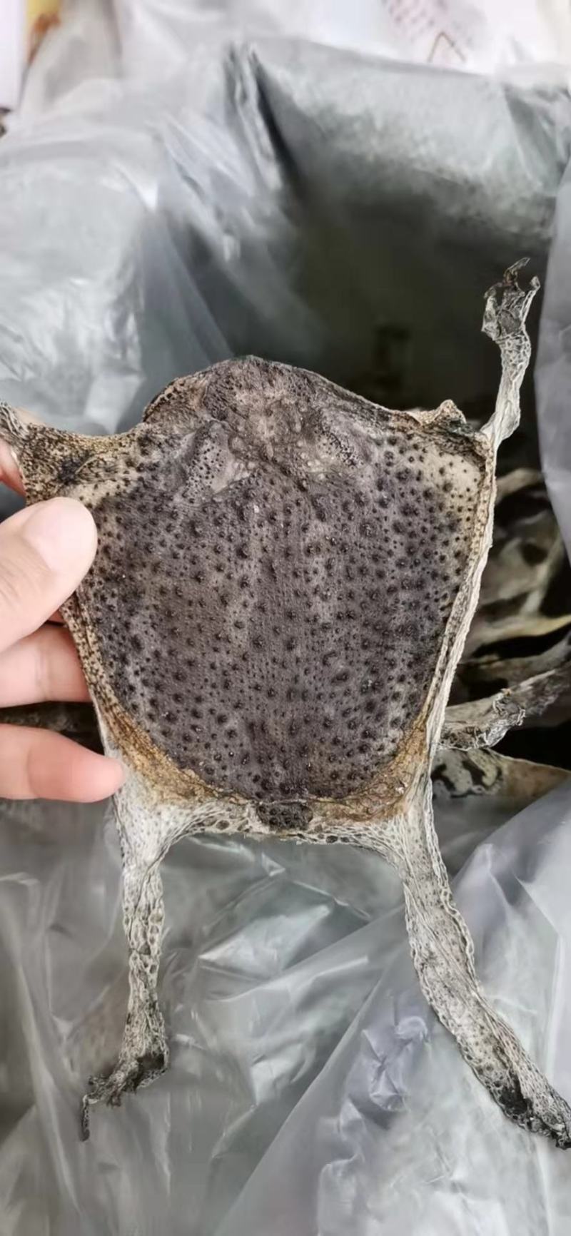 蟾蜍衣蛤蟆皮供应上千种中药材批发零售