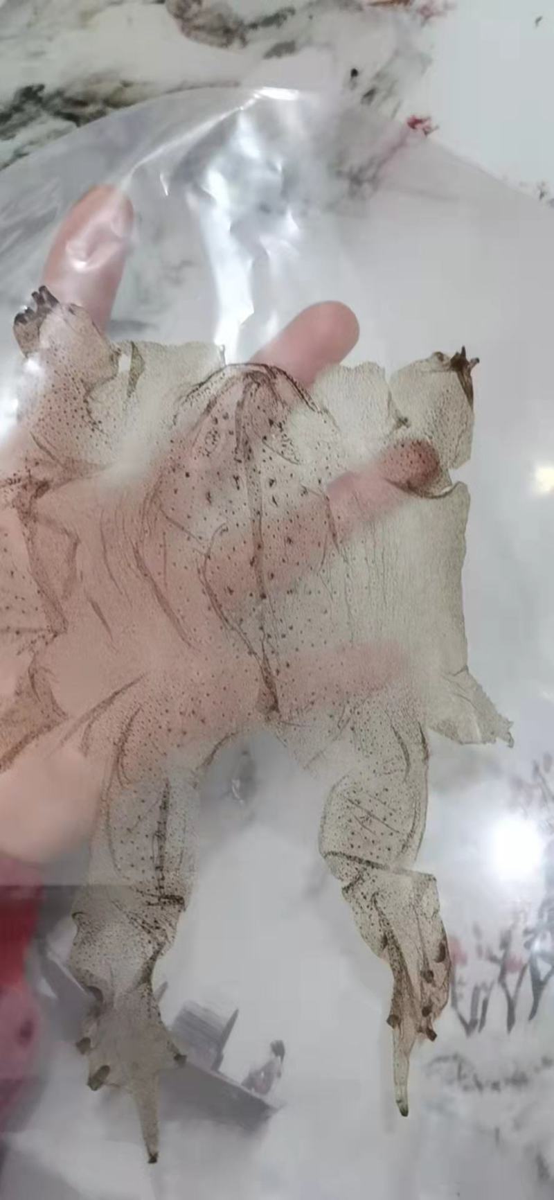 蟾蜍衣蛤蟆皮供应上千种中药材批发零售