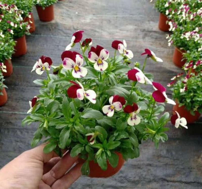 三色堇花苗角堇盆栽耐寒庭院绿化造景阳台花卉角堇猫脸带花