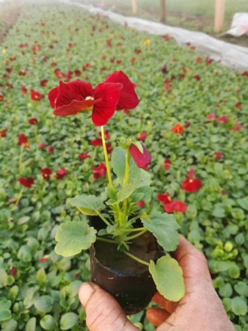 三色堇花苗角堇盆栽耐寒庭院绿化造景阳台花卉角堇猫脸带花