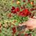 三色堇花苗角堇盆栽耐寒庭院绿化造景阳台花卉角堇猫脸带花