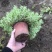 佛甲草