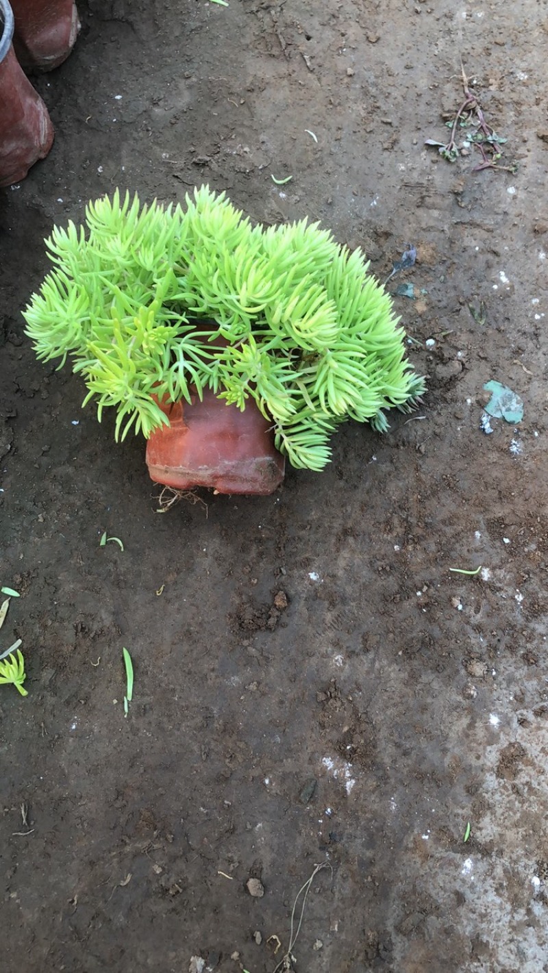 佛甲草