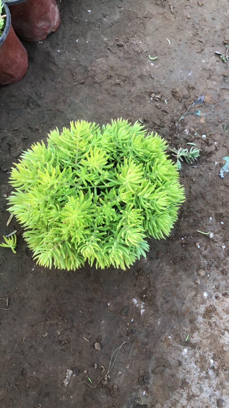佛甲草