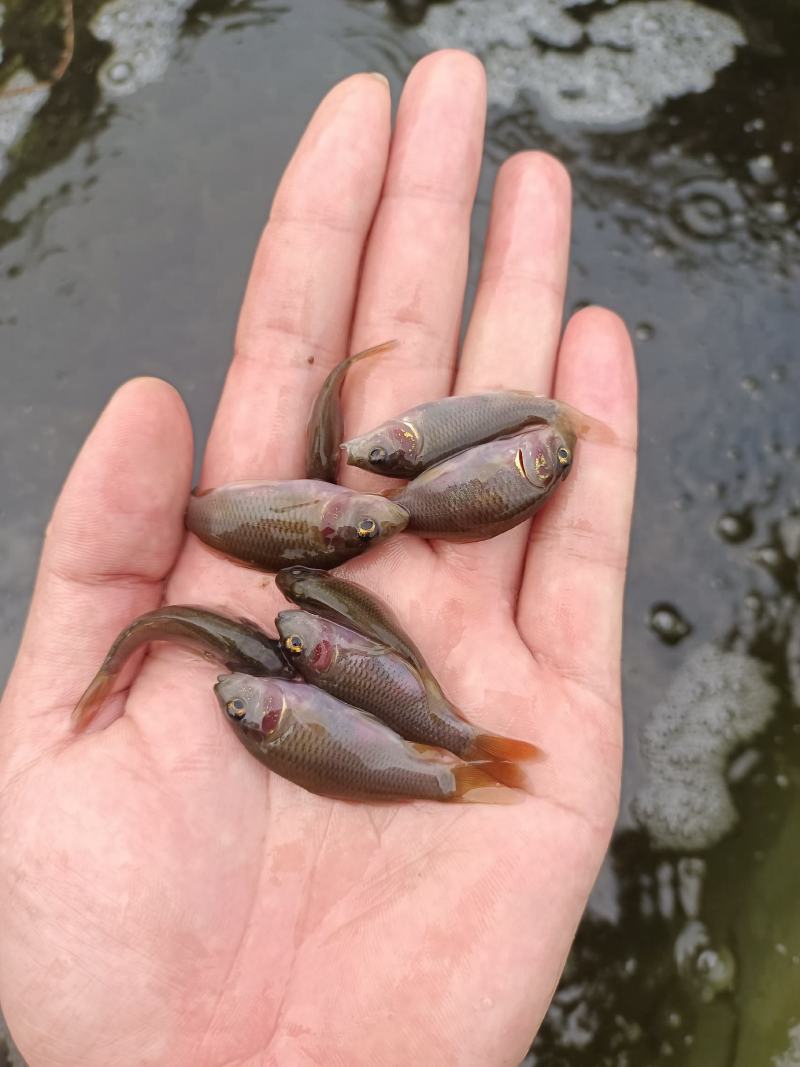 广西正宗禾花鲤鱼苗.水花鱼苗，全国供应，场地直供生长速快