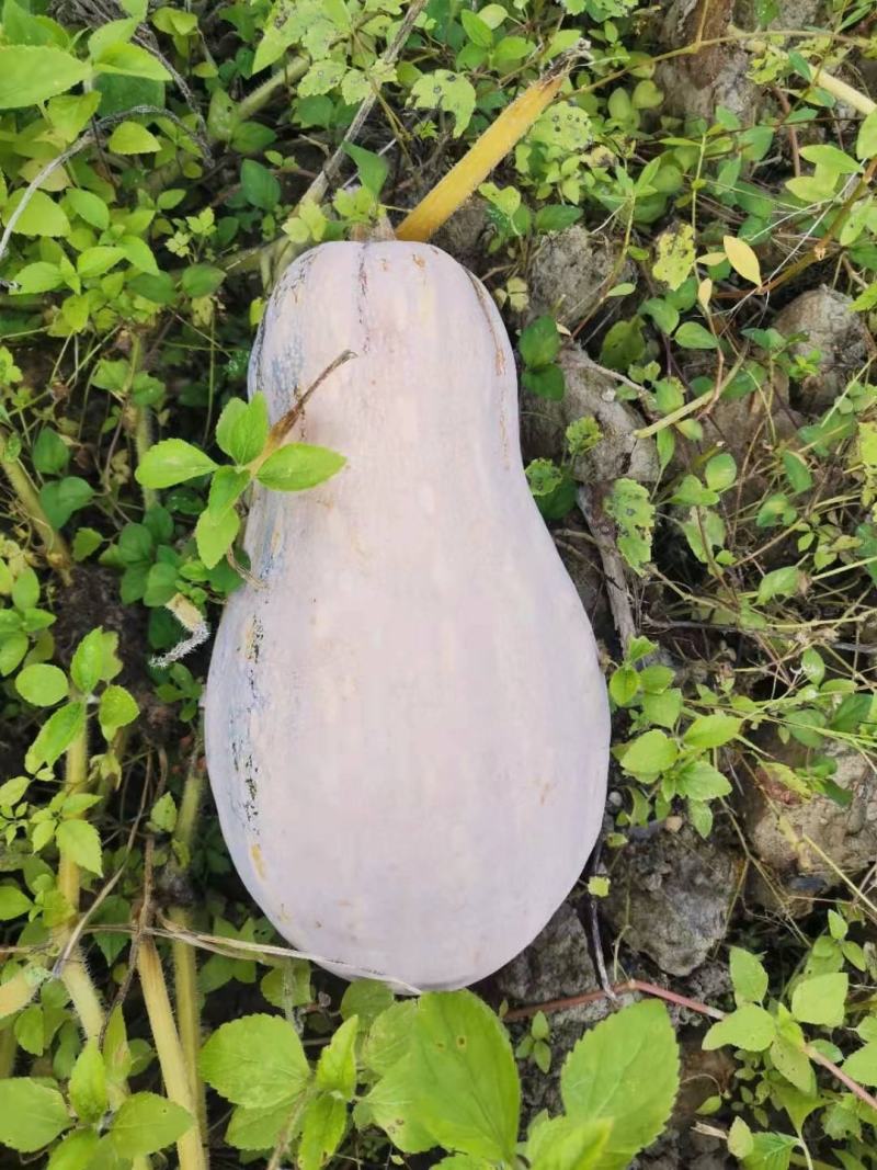 蜜本南瓜