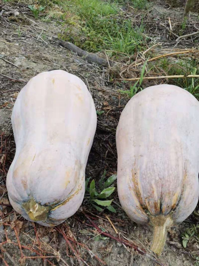 蜜本南瓜