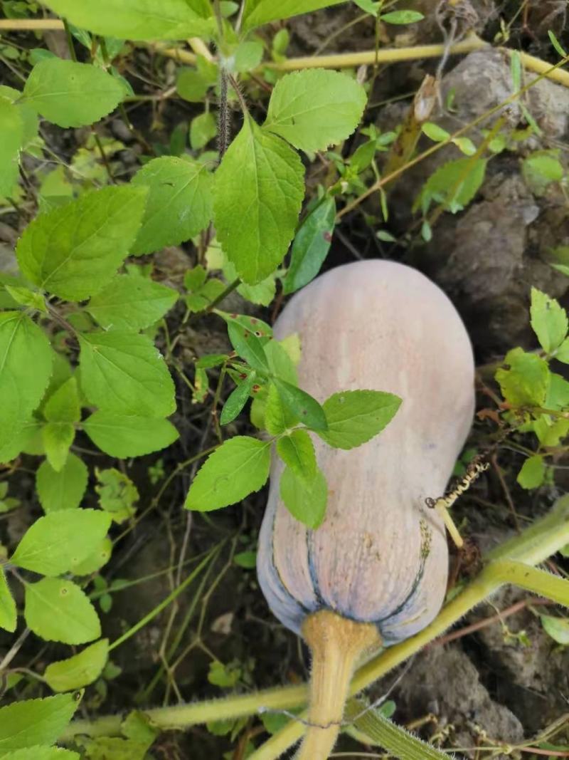 蜜本南瓜